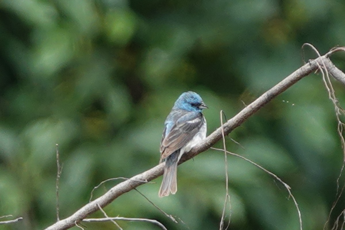 Lazuli Bunting - ML622110626