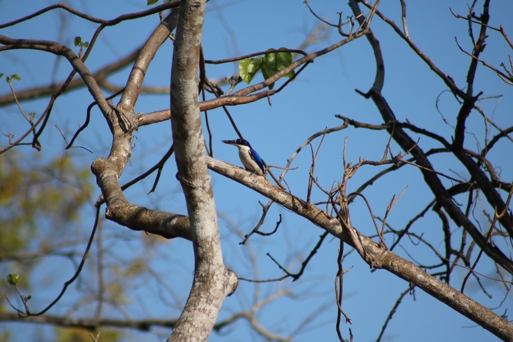 Forest Kingfisher - ML622110628