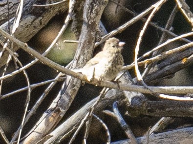 Oak Titmouse - Carol Collins