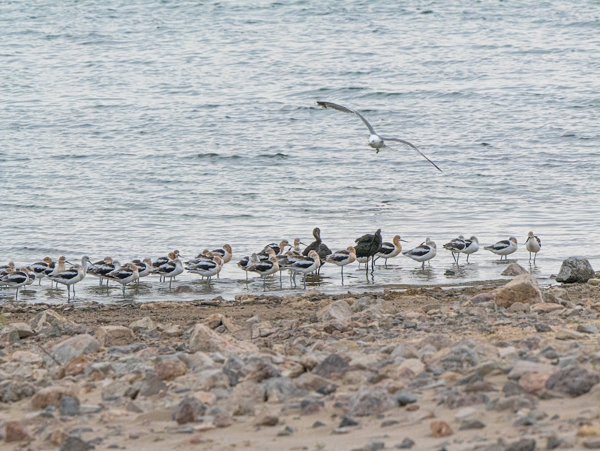 American Avocet - ML622110634