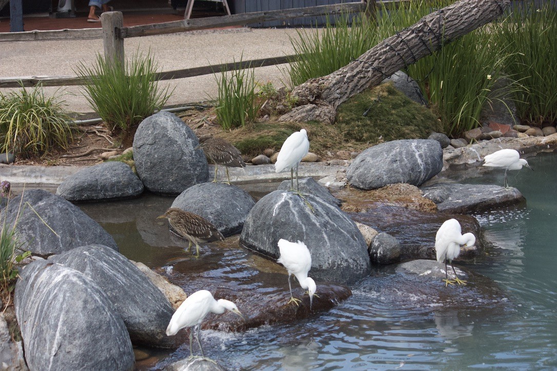 Snowy Egret - ML622110635