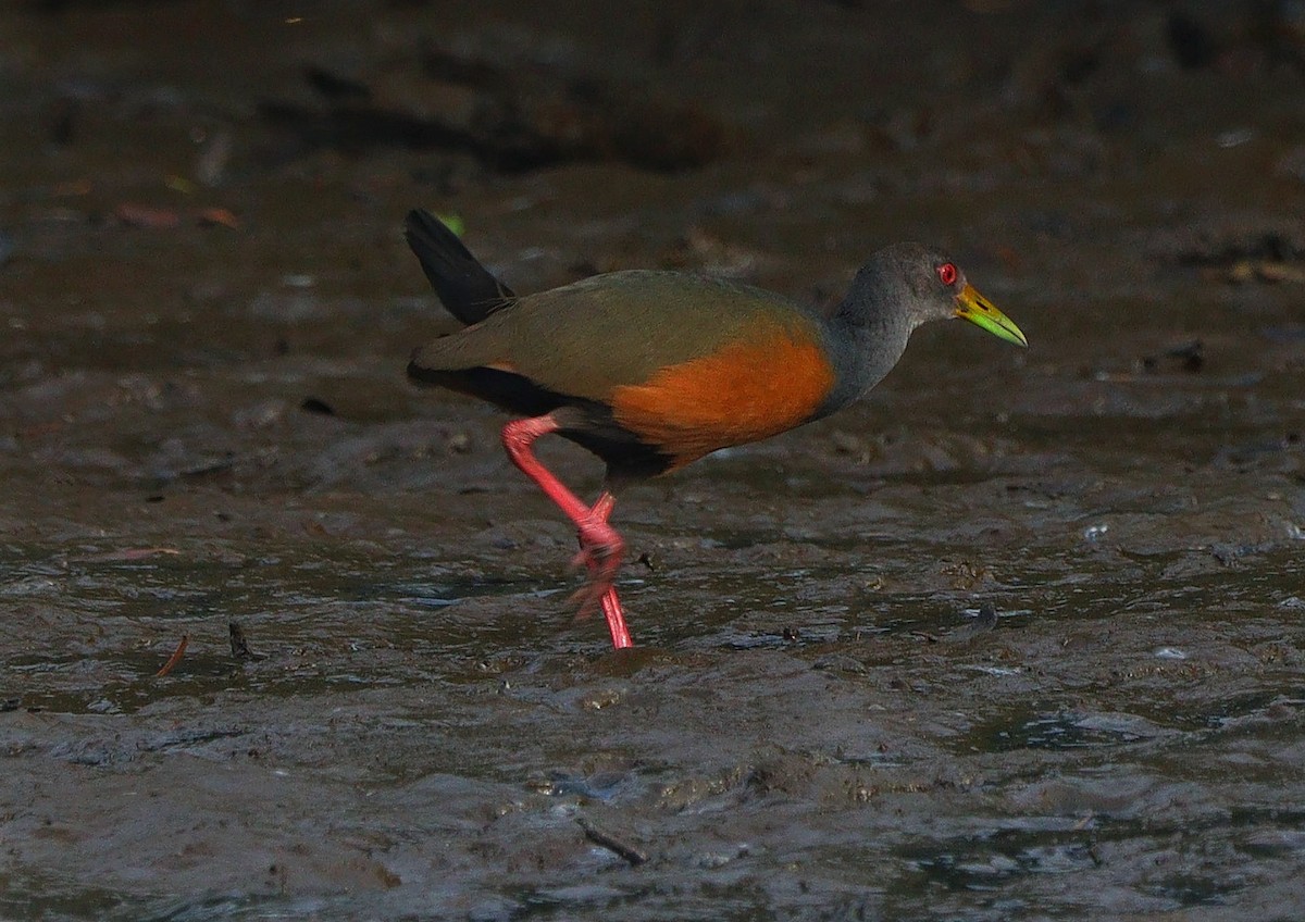 Gray-cowled Wood-Rail - ML622110637