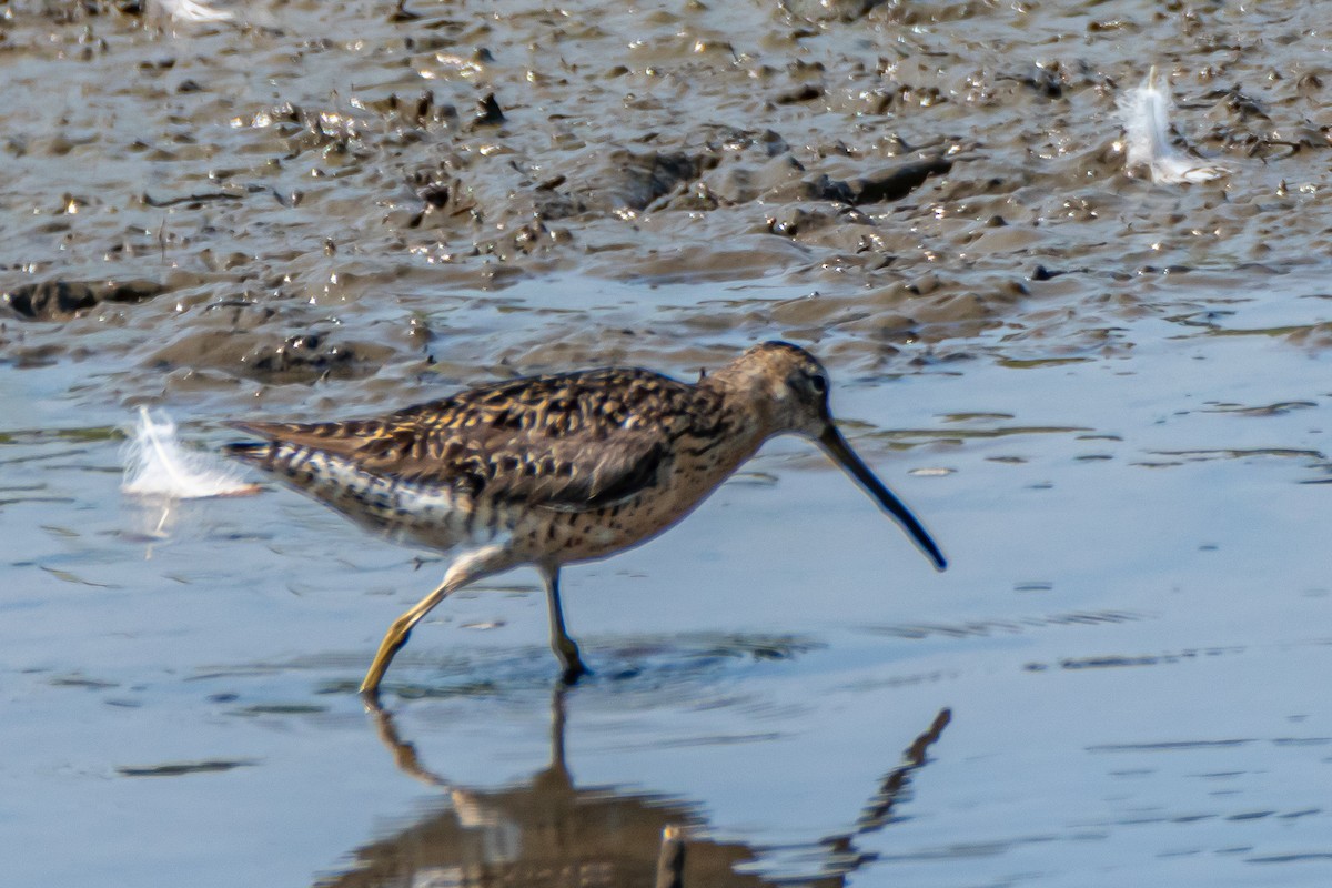 Short-billed Dowitcher - Steven Bruenjes