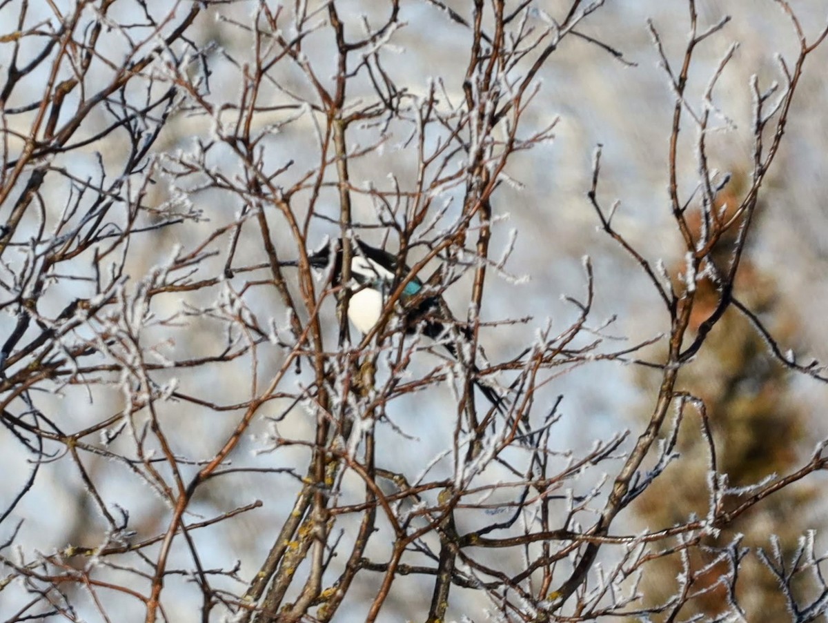 Black-billed Magpie - ML622110676