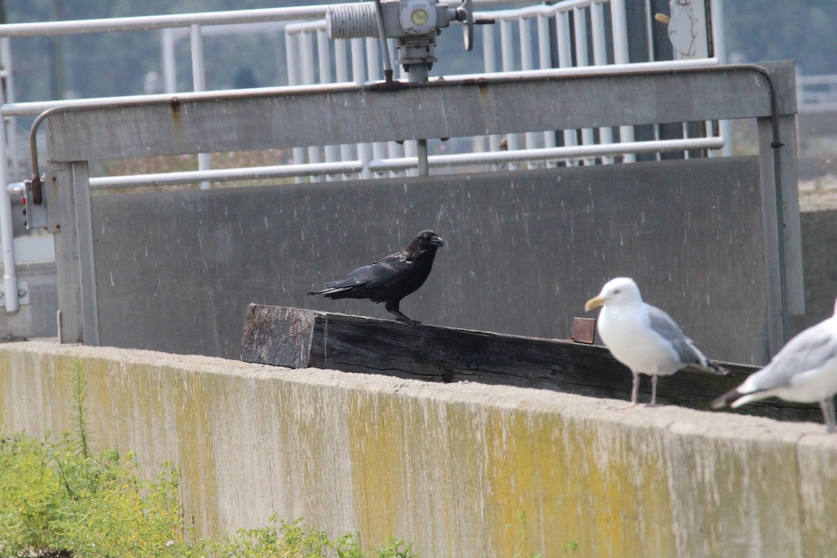 Common Raven - ML622110678