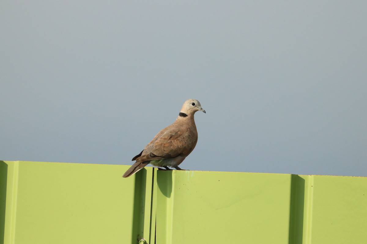 Red Collared-Dove - ML622110680