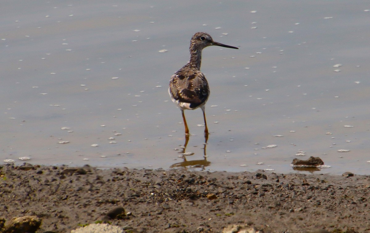 Greater Yellowlegs - ML622110681