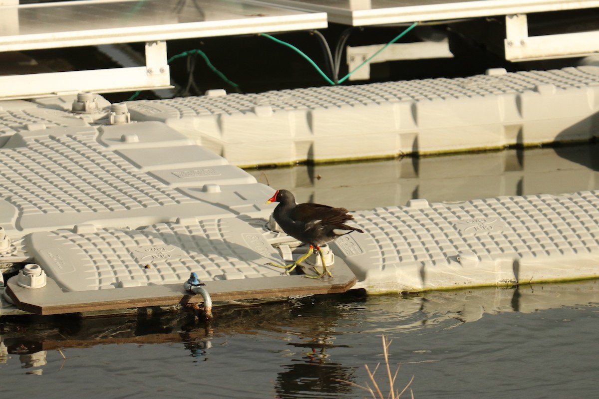 Eurasian Moorhen - ML622110682