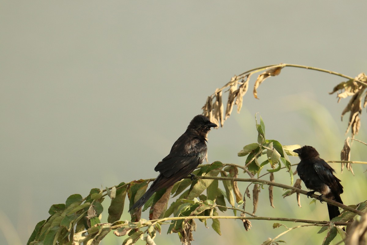 Black Drongo - ML622110683