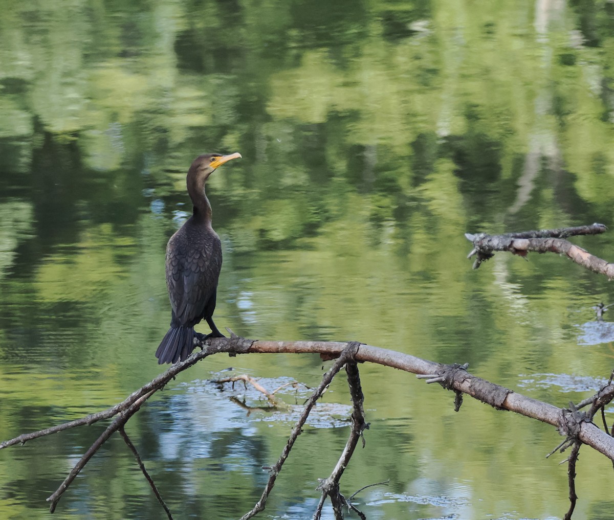 Double-crested Cormorant - ML622110684