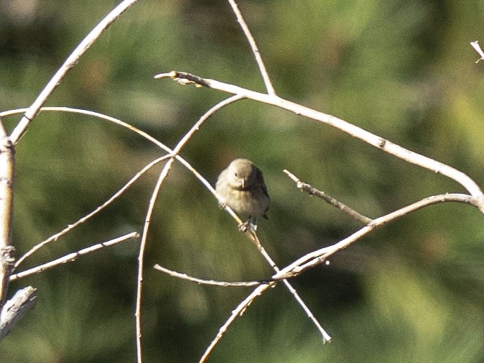 Bushtit - Carol Collins