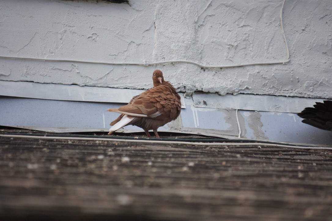 Rock Pigeon (Feral Pigeon) - ML622110686