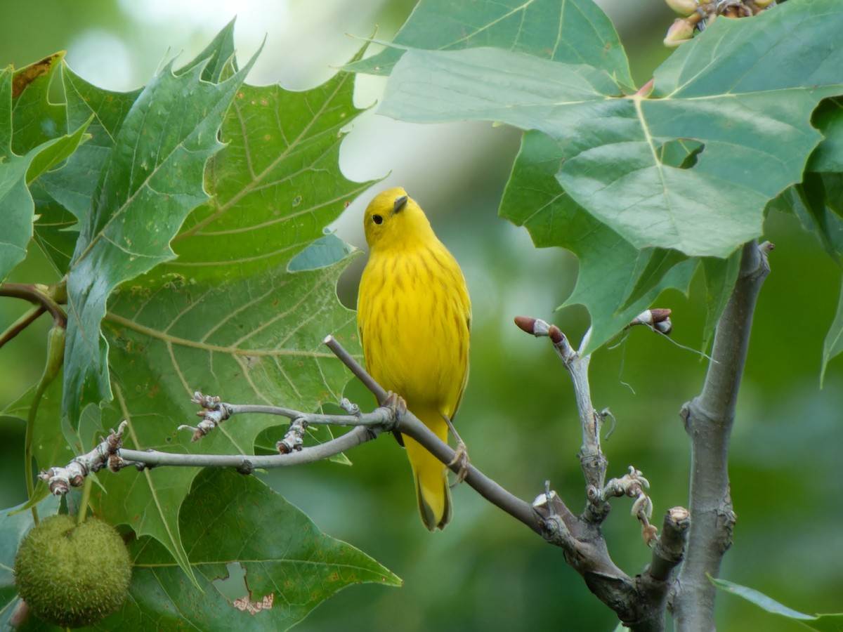 Yellow Warbler - ML622110687