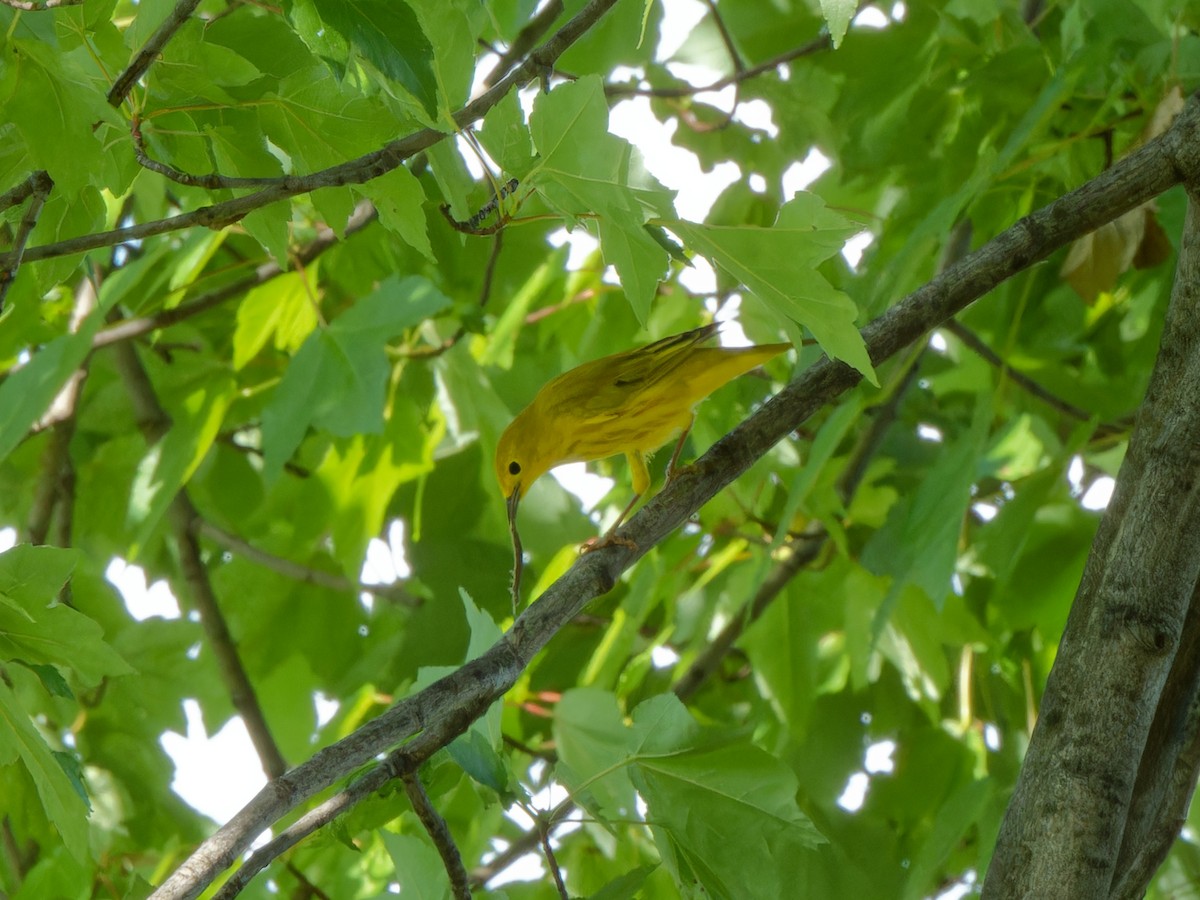 Yellow Warbler - ML622110688