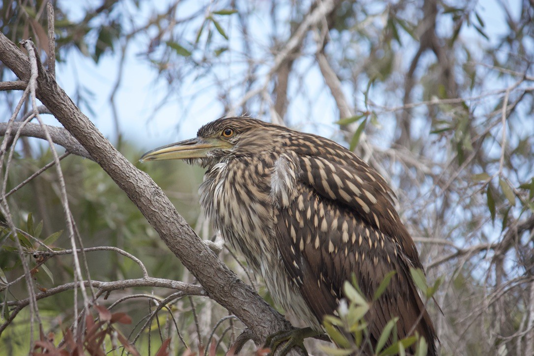 Black-crowned Night Heron - ML622110689