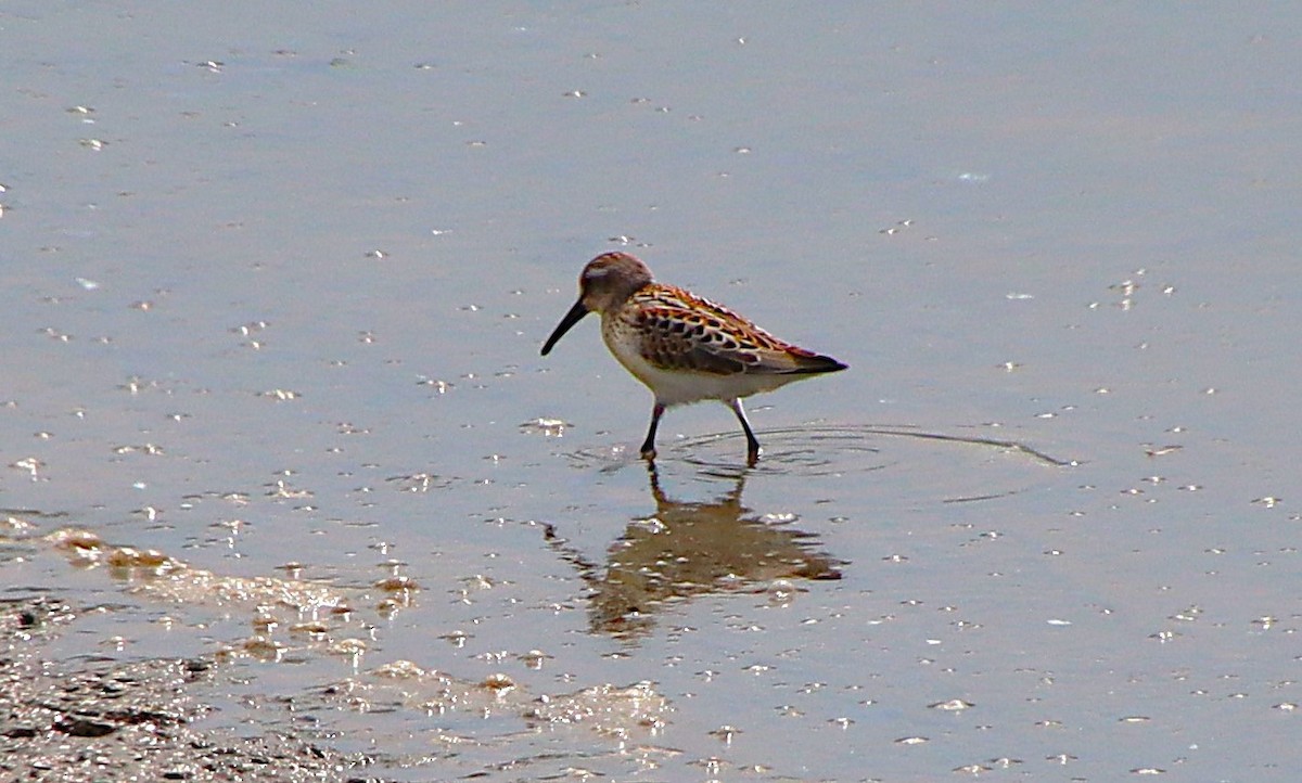 Western Sandpiper - ML622110691