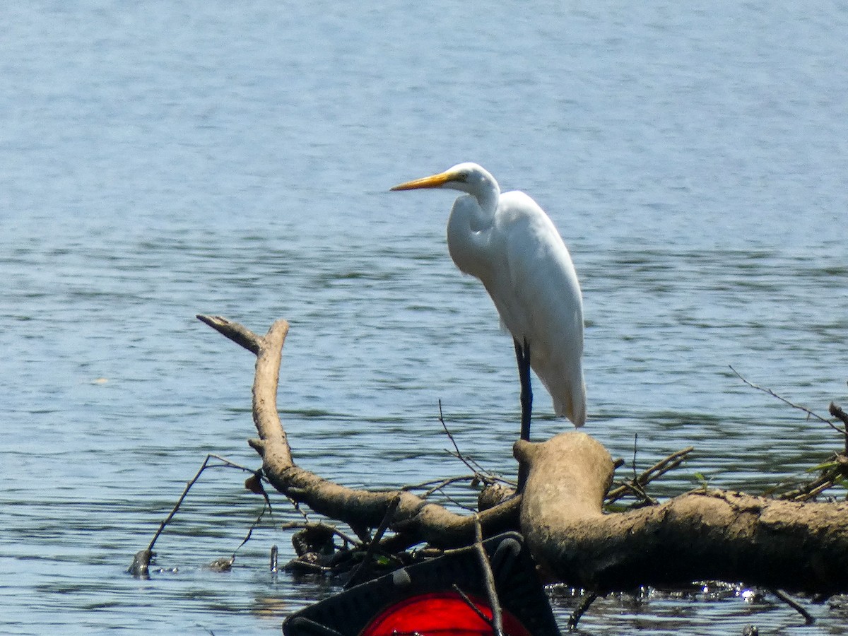 Great Egret - ML622110694