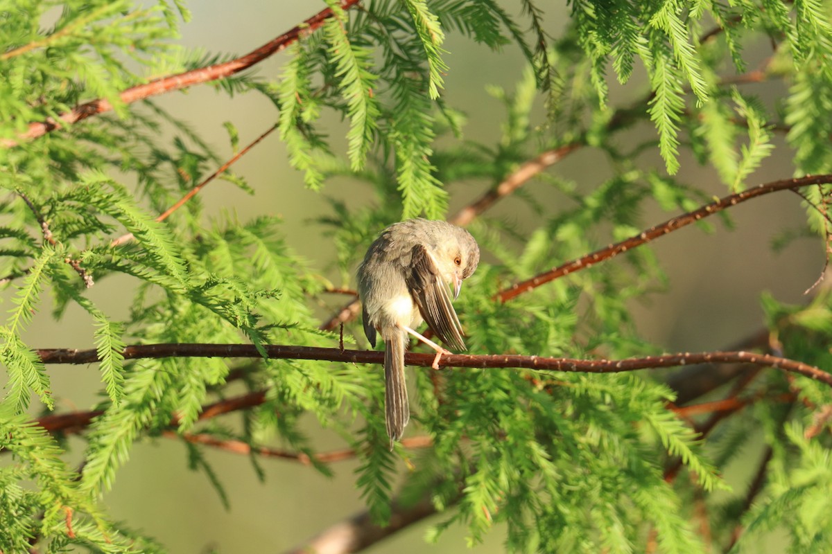 Plain Prinia - ML622110695