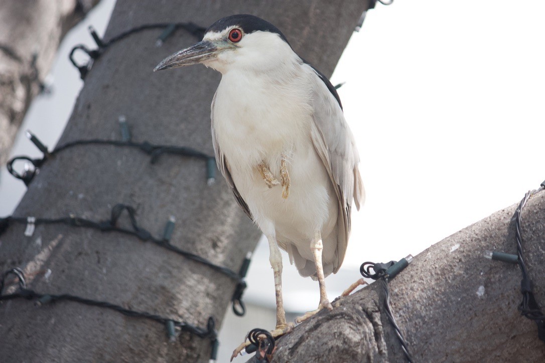 Black-crowned Night Heron - ML622110696