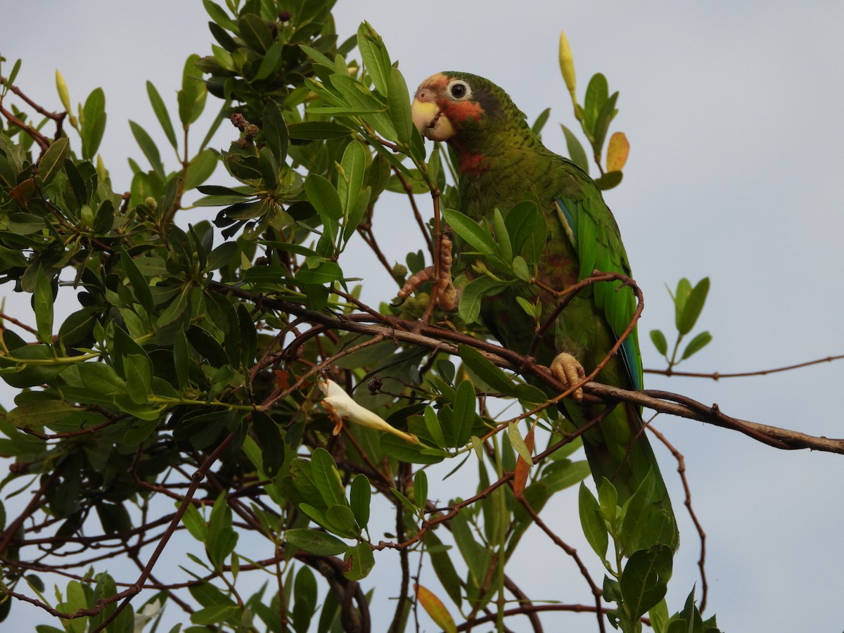 サクラボウシインコ（caymanensis／hesterna） - ML622110699