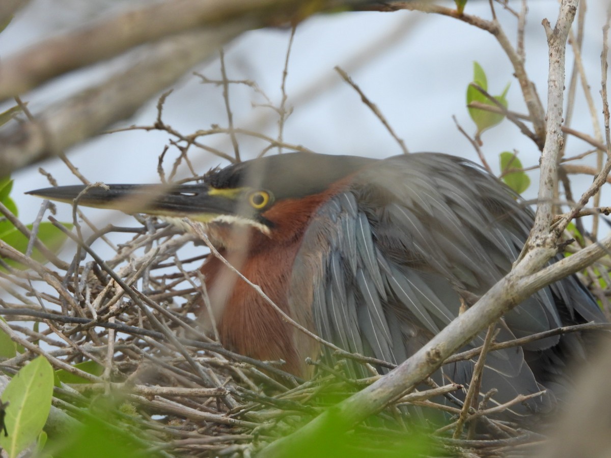 Green Heron - ML622110700