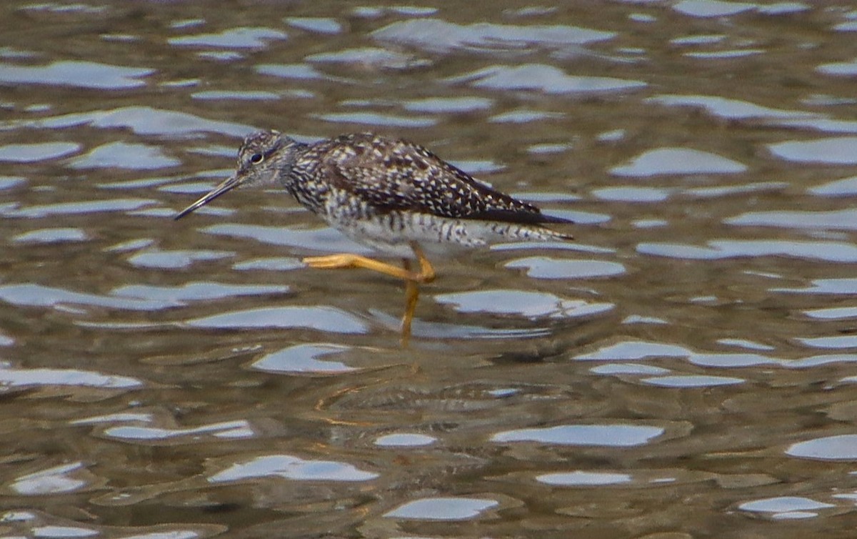 Greater Yellowlegs - ML622110702