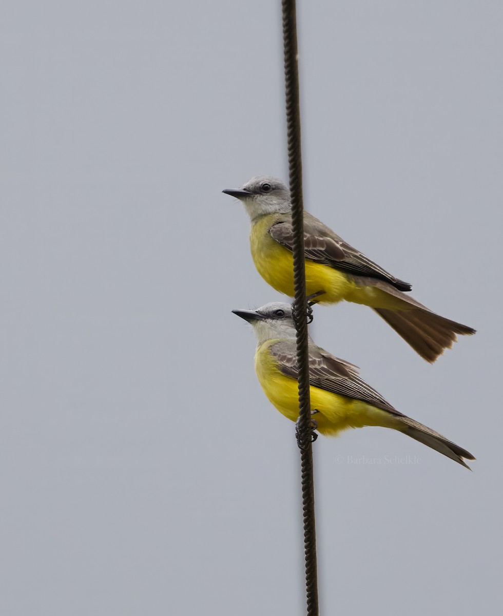 Tropical Kingbird - ML622110707