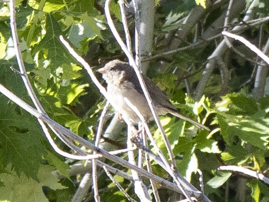 House Wren - ML622110708