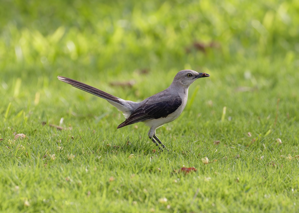 tropespottefugl (gracilis/leucophaeus) - ML622110709