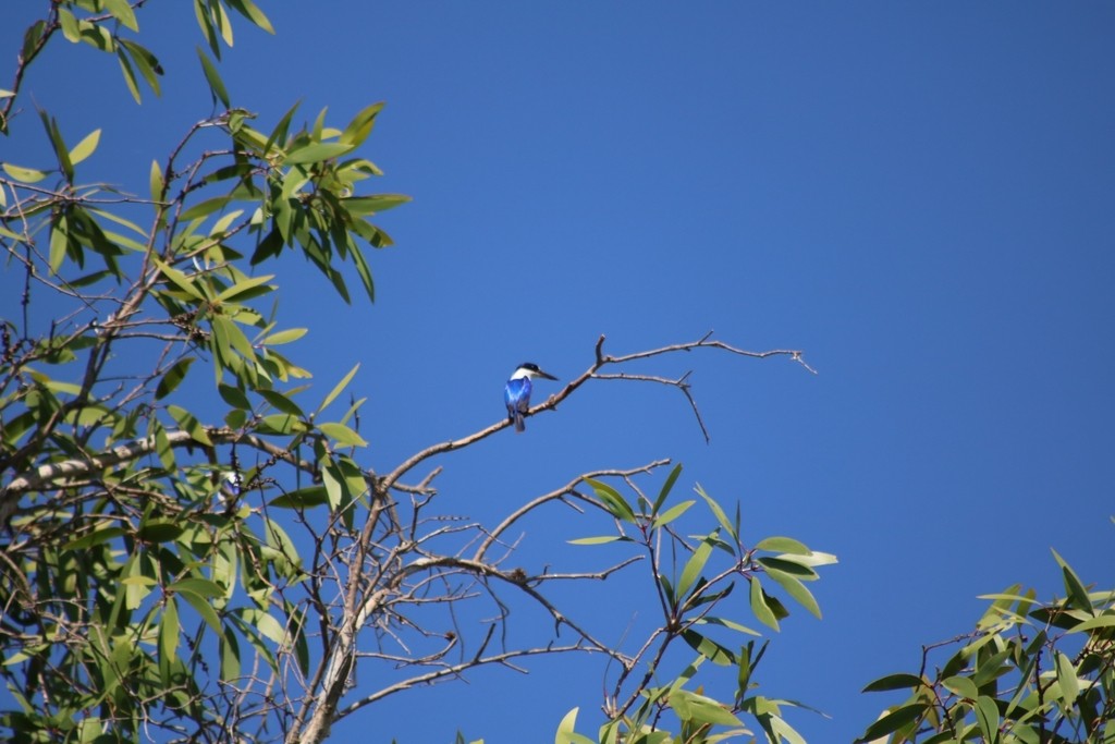 Forest Kingfisher - ML622110713