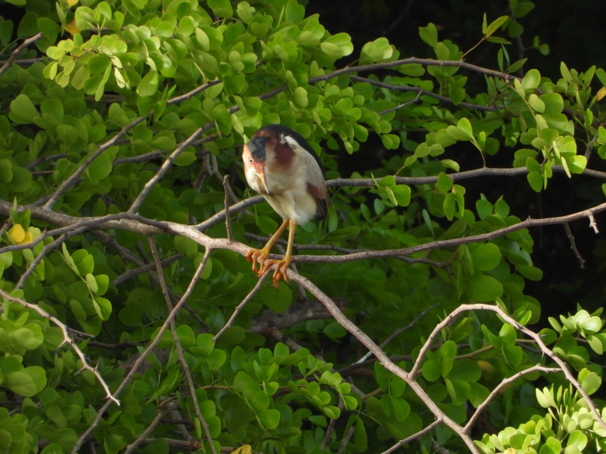 Least Bittern - ML622110714