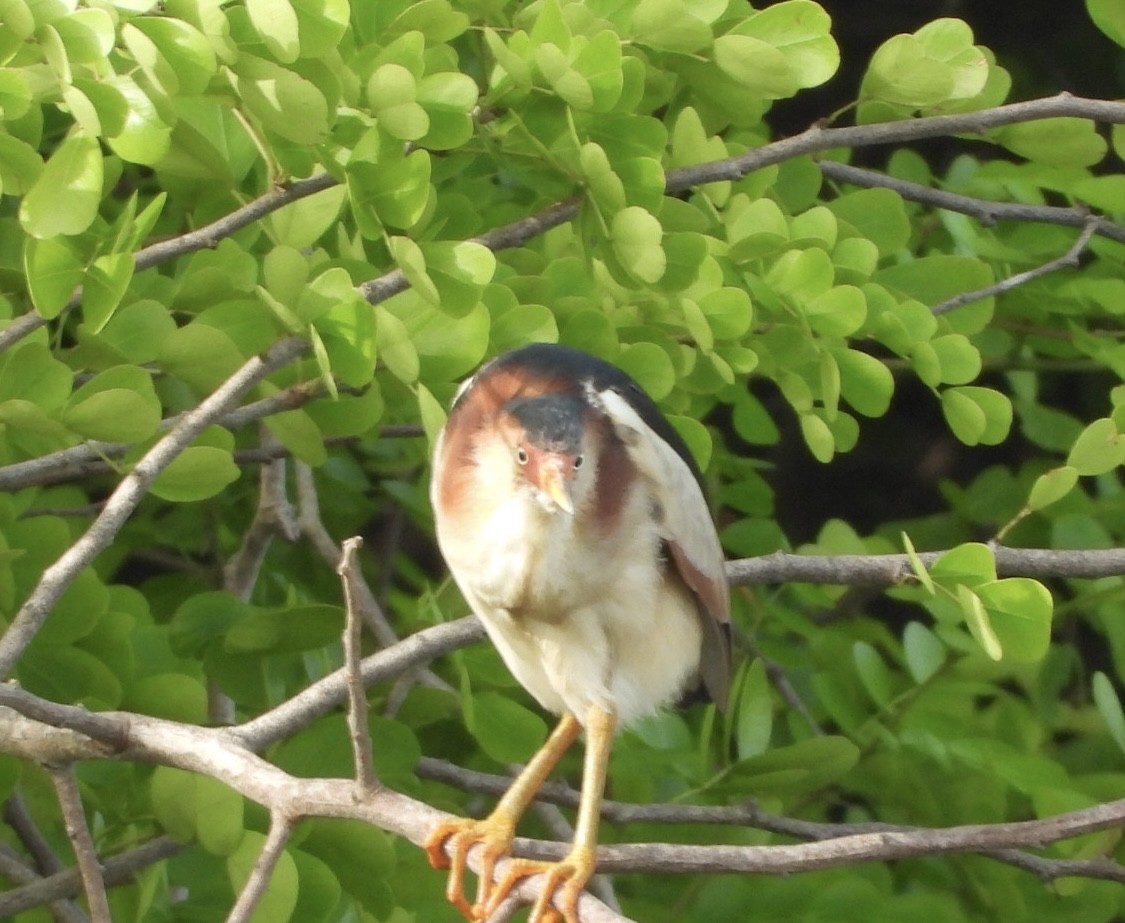 Least Bittern - ML622110715