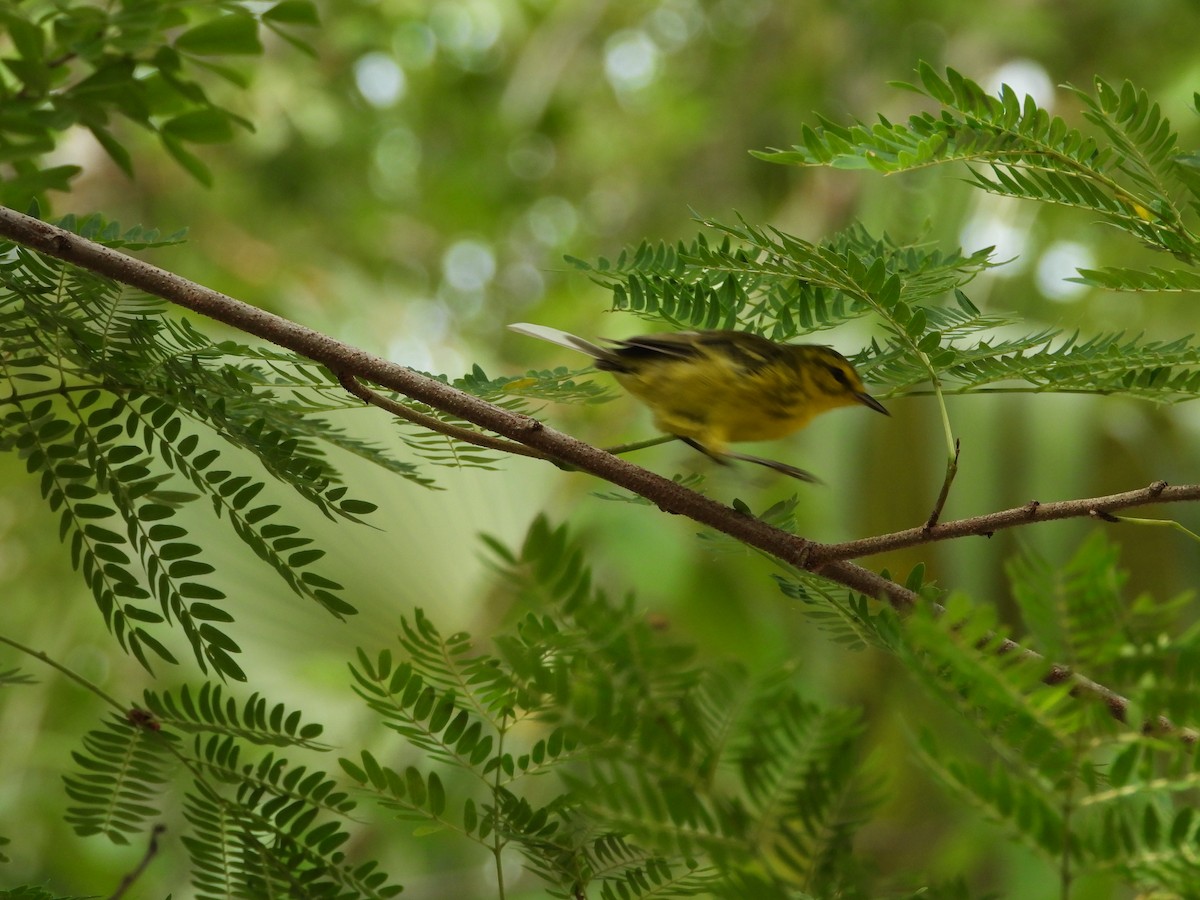 Vitelline Warbler - ML622110748