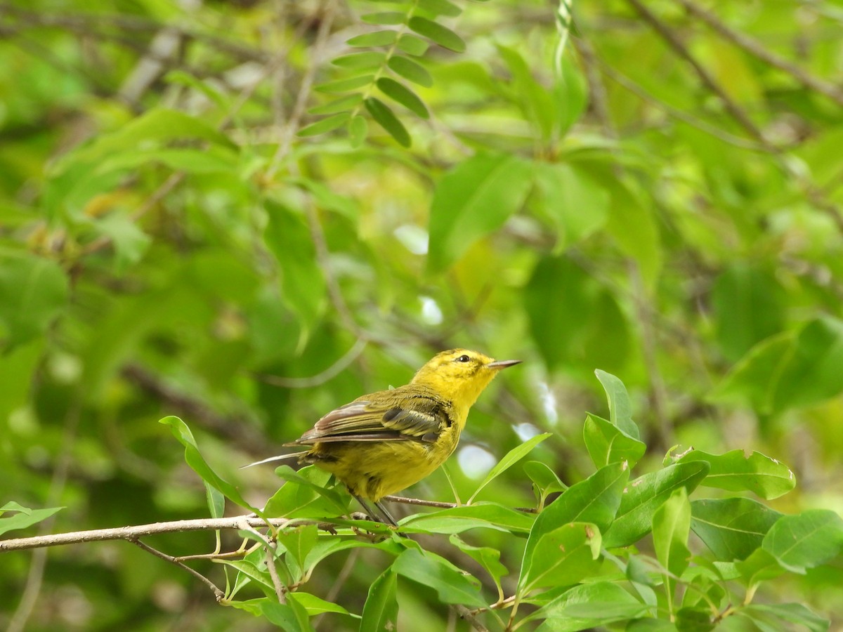 Vitelline Warbler - ML622110749