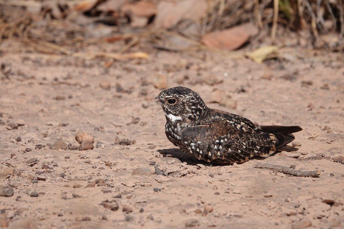 Least Nighthawk - Chris Bell