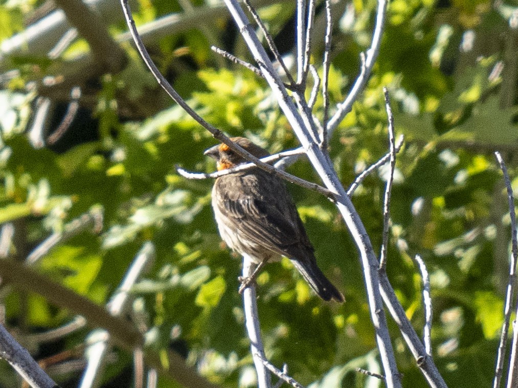 House Finch - ML622110776