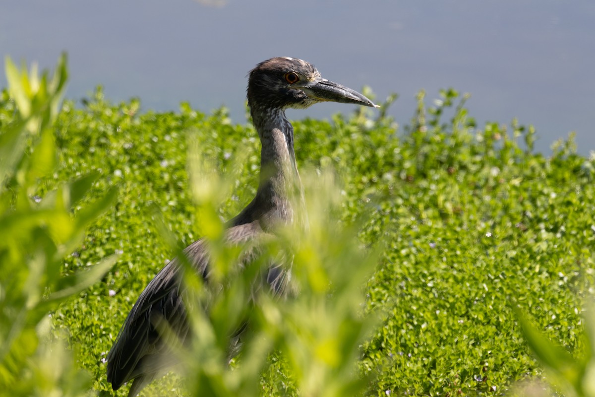 Black-crowned Night Heron - ML622110781