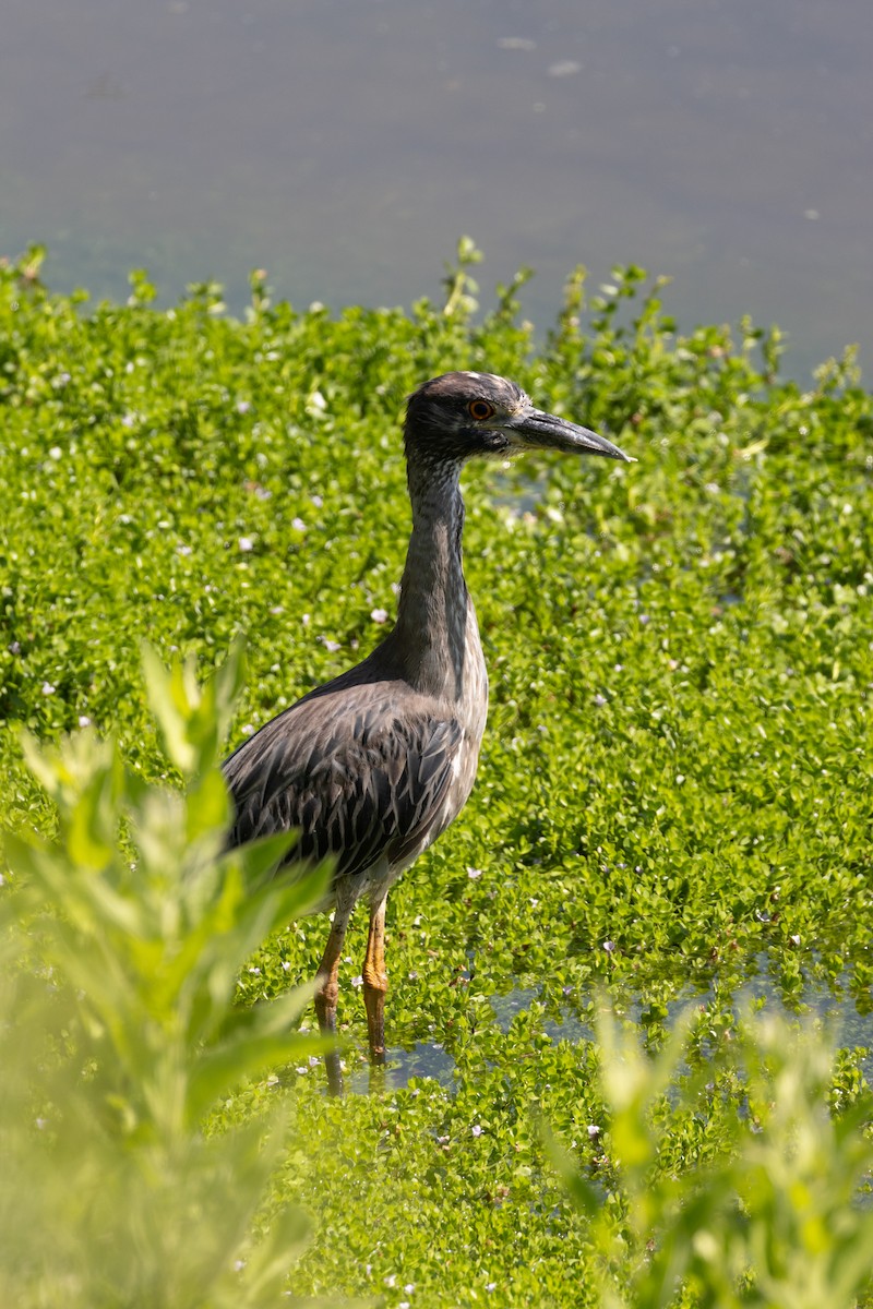 Black-crowned Night Heron - ML622110783