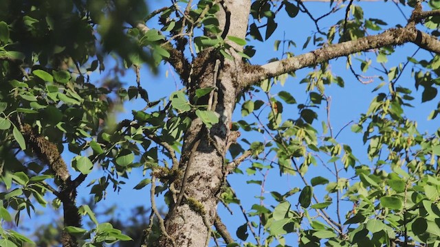 Brown Creeper - ML622110787