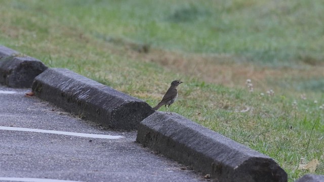 Swainson's Thrush - ML622110793