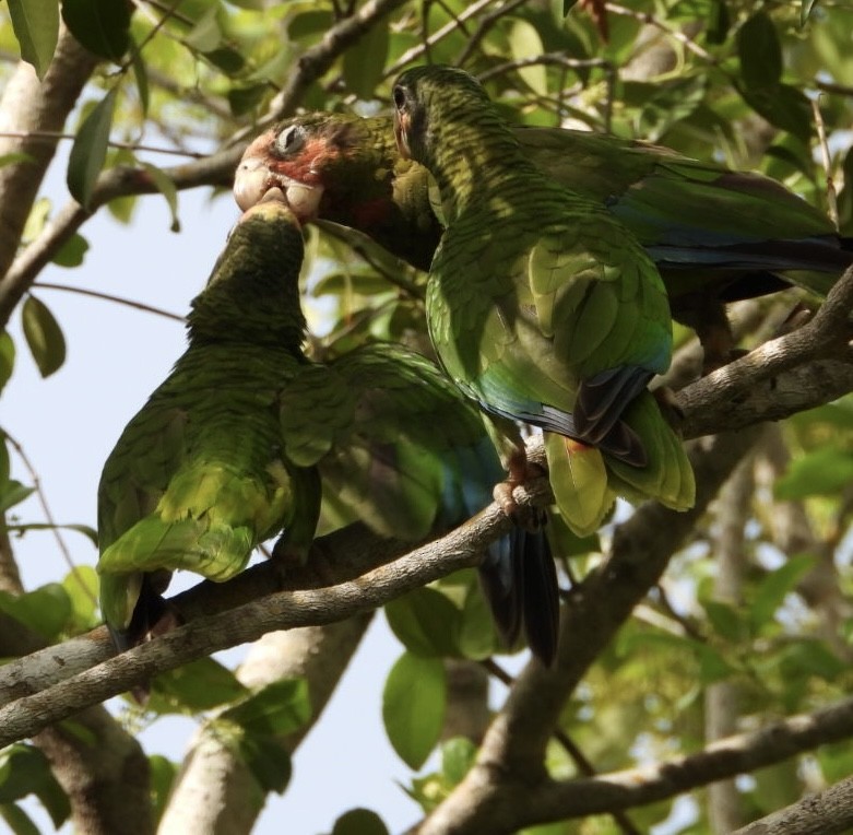 Cuban Parrot (Cayman Is.) - Bill Michalek