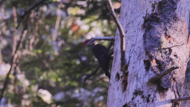 Pileated Woodpecker - ML622110821