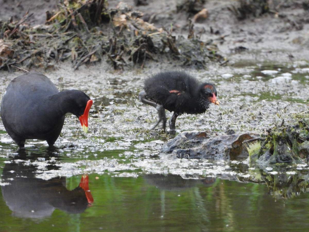 Common Gallinule - ML622110852