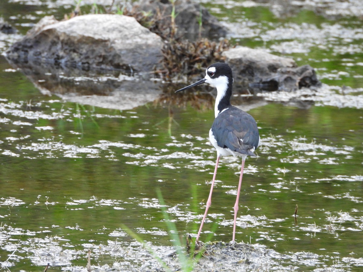 Black-necked Stilt - ML622110854