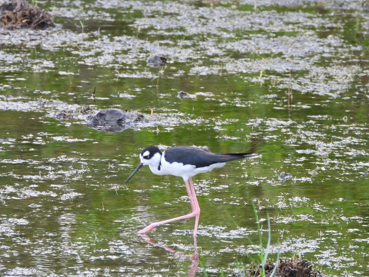 Schwarznacken-Stelzenläufer - ML622110855