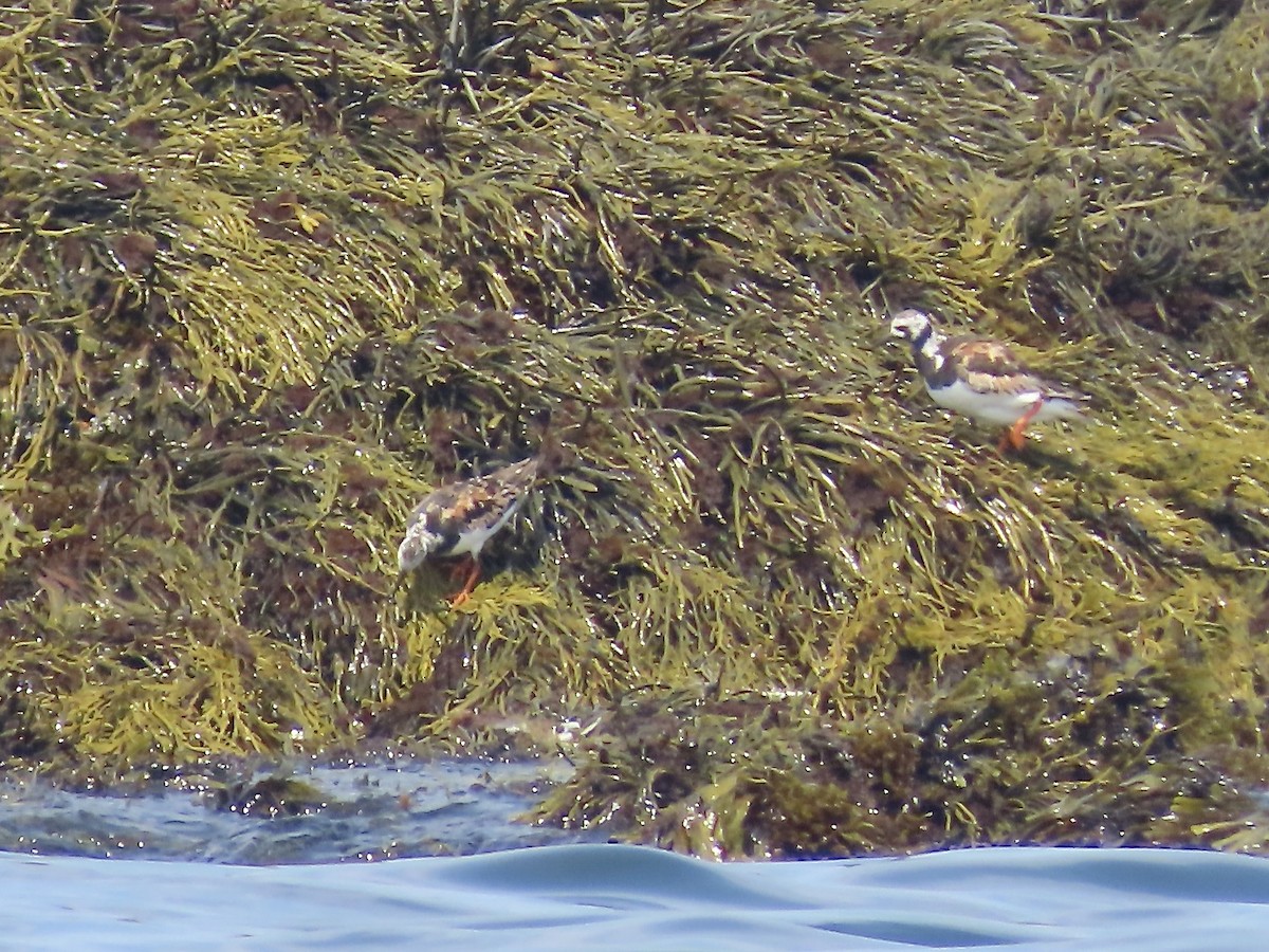 Ruddy Turnstone - ML622110857