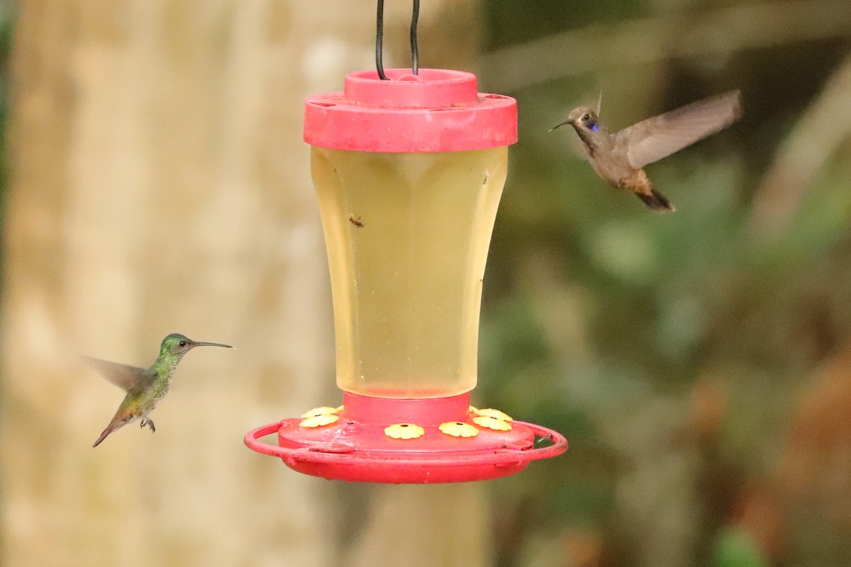 Golden-tailed Sapphire - Clayton Borzini