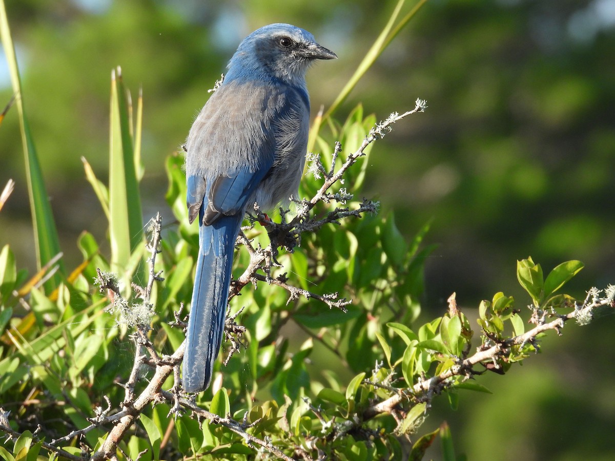 Florida Scrub-Jay - ML622110918