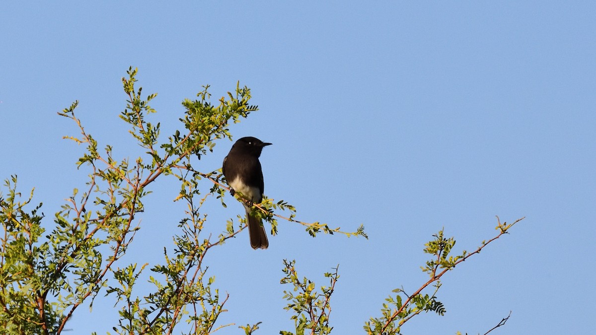 Black Phoebe - Soren Bentzen