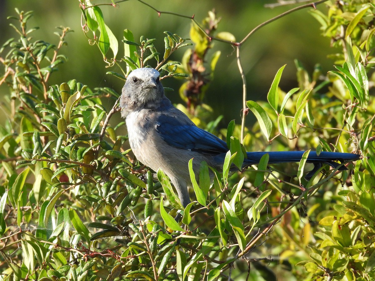 Florida Scrub-Jay - ML622110925